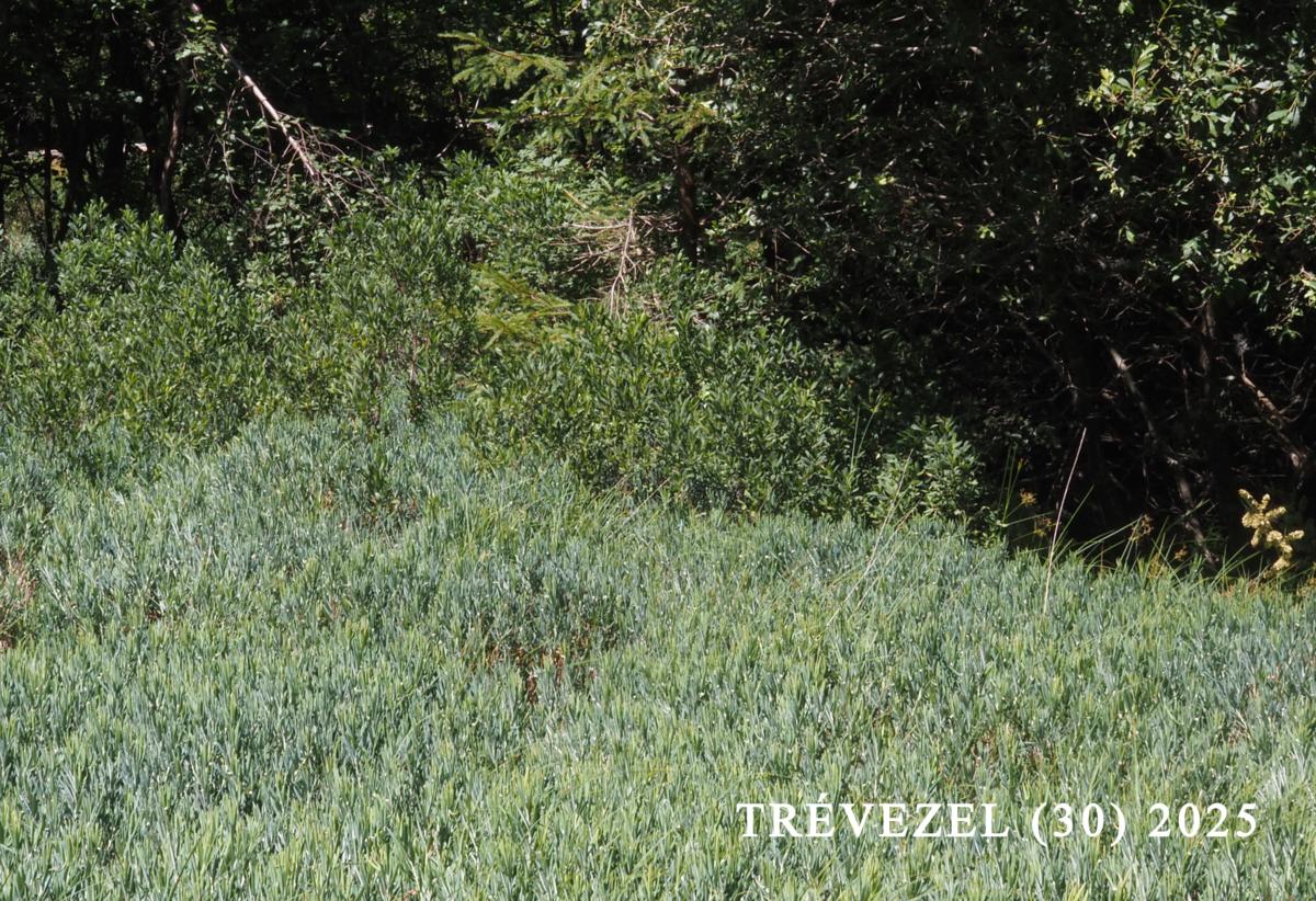 Andromeda, Marsh plant